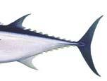 Kelompok Temperate s terdiri dari sirip biru/southtern bluefin (Thunnus maccoyii) dan sirip biru Pasifik/Pac cific bluefin (Thunnus
