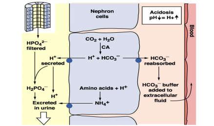 Asidosis metabolik Diare, DM HCO 3 PCO 2 H + 4.