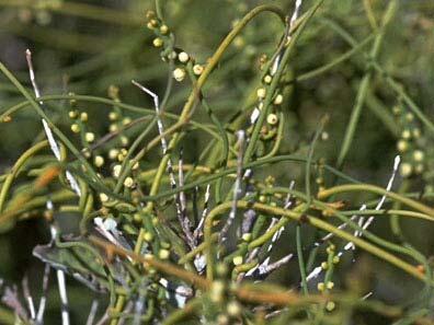 ) Sumber : Dalimartha, Setiawan dkk (1998) 11) Tali putri (Cassytha filiformis L) termasuk tumbuhan parasit. Tumbuh merambat dan membelit pada bagian atas tanaman lain.