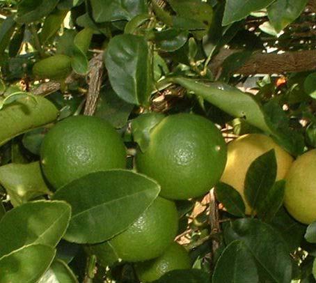 Gambar. 4.17. Jeruk Nipis (Citrus aurantifolia Swingle.) Sumber : www.caribbeanseeds.com 4) Mengkudu (Morinda citrifolia L.