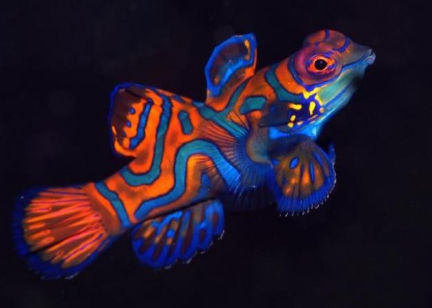 Budidaya Ikan Hias Mandarin Ikan Mandarin (Synchiropus splendidus) merupakan salah satu species ikan yang unik dan cantik serta menempati urutan pertama dari daftar 10 besar ikan tercantik di dunia
