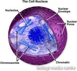c) Sitoplasma Sebagian besar aktivitas sel seperti metabolisme, gerakan, dan biosintesis berlangsung di dalam sitoplasma.
