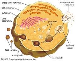 Sehubungan dengan bahan yang dikandungnya lisosom memiliki peran dalam peristiwa: pencernaan intrasel: mencerna materi yang diambil secara fagositosis eksositosis : pembebasan enzim keluar sel,