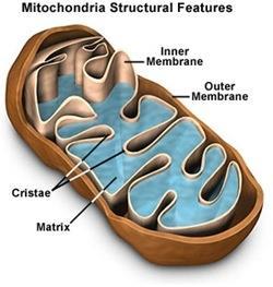 Mitokondria Mitokondria adalah organel yang berfungsi sebagai tempat respirasi aerob untuk pembentukan ATP sebagai sumber energi sel.