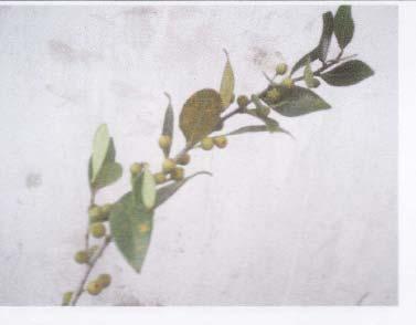 35 Ficus deltoidea (Moraceae)