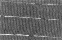 Jaringan Otot Polos Jaringan otot polos mempunyai serabut-serabut (fibril) yang homogen sehingga bila diamati di bawah mikroskop tampak polos atau tidak bergaris-garis.