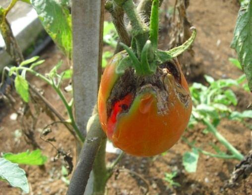 12 Beberapa hama yang menyerang tomat selama penelitan adalah ulat buah tomat (Helicoverpa armigera Hubn.) 