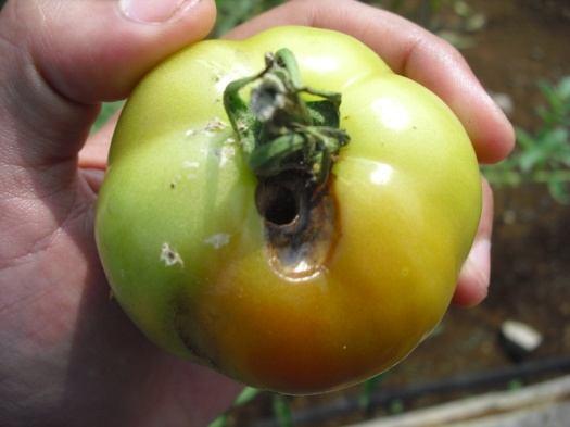 Tomat yang terserang hama (A) ulat buah tomat (Helicoverpa armigera Hubn.) (B) ulat grayak (Spodoptera litura F.). Penyakit yang menyerang tanaman tomat antara lain: penyakit rebah kecambah yang disebabkan oleh Rhizoctonia solani Kuhn.