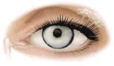di atas mata. Alis mata berguna untuk melindungi mata dari keringat atau air yang mengalir dari dahi. Kelopak mata dan bulu mata berguna untuk melindungi mata dari benda-benda asing.