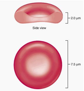 sel darah merah ini bisa berkurang, ataupun terjadi penurunan kadar hemoglobin dalam sel darah merah.