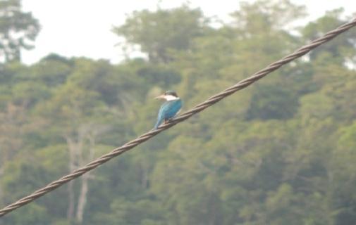 Keanekaragaman Burung di Kawasan Pesisir Rinon.