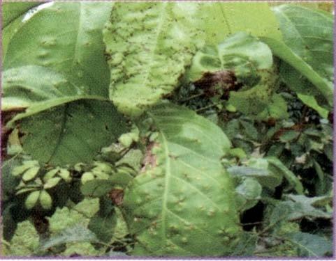 Gejala Serangan Adanya bercak coklat kehitaman, tepi daun menggulung merupakan gejala serangan Colletorichum.