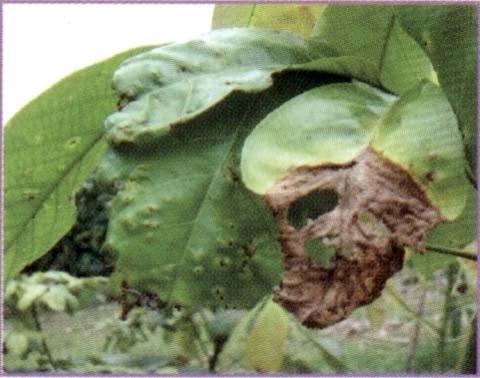 gloeosporioides pada daum muda menimbulkan bercak berwarna coklat kehitaman pada bagian tengahnya, yang berturut-turut diikuti oleh mengeriputnya lembaran daun, timbulnya busuk kebasahan pada bagian