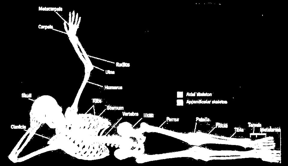 Kerangka manusia dibagi menjadi axial skeleton dan appendicular skeleton. Axial skeleton dibentuk oleh kolumna vertebralis, tulang rusuk, tengkorak.