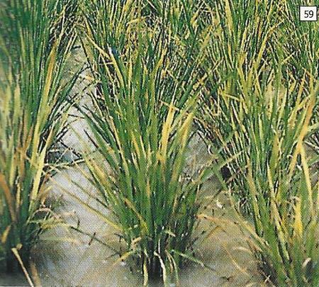 Virus yang menyebabkan pertumbuhan tanaman padi terhambat sehingga tanaman menjadi kerdil adalah