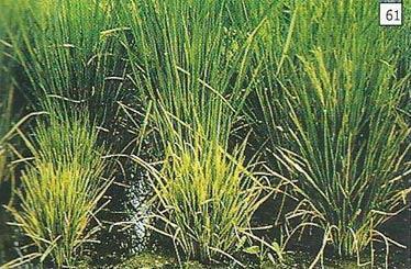 Menyebabkan padi pertumbuhan tanaman sehingga kerdil adalah yang virus terhambat menjadi tanaman PENYAKIT TUNGRO
