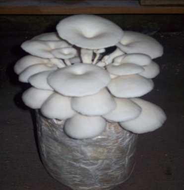 Suhu dan kelembaban ruangan untuk pertumbuhan jamur ini diatur agar tetap stabil sekitar 25-30 C dan 60%-80%