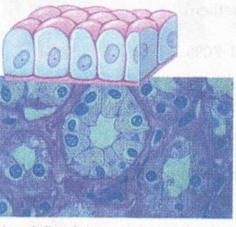Dilihat dari permukaan, sel-sel itu seperti rumah tawon atau berbentuk pologonal, misalnya epitelium kubus pada permukaan ovarium atau kelenjar tiroid. Gambar 2.