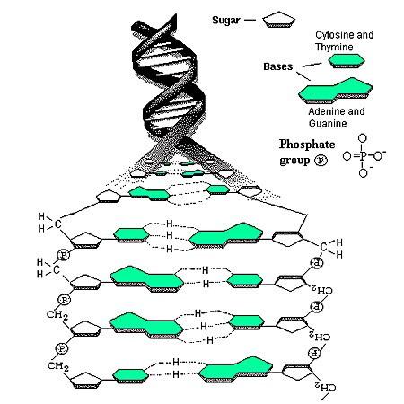 Kode Genetik Kode genetik dibawa oleh gen (dalam bentuk DNA) dan dituliskan dalam bentuk sekuens genetik dengan kode triplet/kodon sebagai unit penulisan.