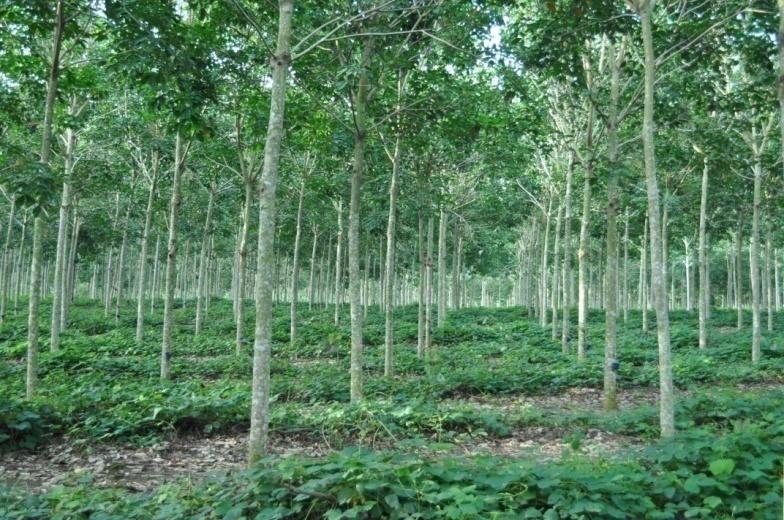 Secara umum tanaman karet memiliki diameter dan tinggi yang cenderung lebih kecil jika dibandingkan dengan kelapa sawit.