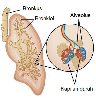 1.1 MEKANISME PERNAFASAN MANUSIA (C) STRUKTUR PEPARU Trakea berpecah kepada dua tiub yang lebih kecil yang dikenali sebagai bronkus di dalam peparu.
