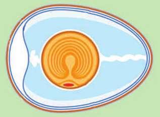 dan membran cangkang telur. Cangkang telur Kalaza Membran vitelin Membran luar Putih telur Kuning telur Embrio Membran dalam Rongga udara Membran luar Sumber: Dokumen Kemdikbud Gambar 2.