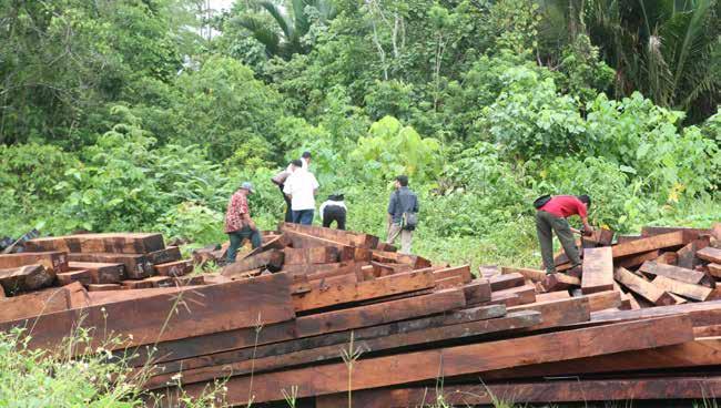 Tumpukan kayu yang diduga hasil pembalakan liar di salah satu lokasi milik perusahaan di Kabupaten Jayapura pada saat operasi bersama KLHK dan KPK Desember 2017.