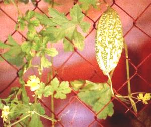 menjari 5-7, pangkal berbentuk jantung, warnanya hijau tua. Taju bergigi kasar sampai berlekuk menyirip seperti yang tertera pada Gambar 4 (Sudibyo 1998). Gambar 4. Tanaman pare (Momordica charantia L.