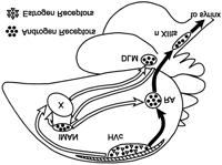 (nxiits) yang ada dalam batang otak, dan akhirnya sepanjang neuron motorik menuju ke otot syrinx.