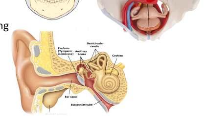 Tulang kecil telinga: mengkonduksi