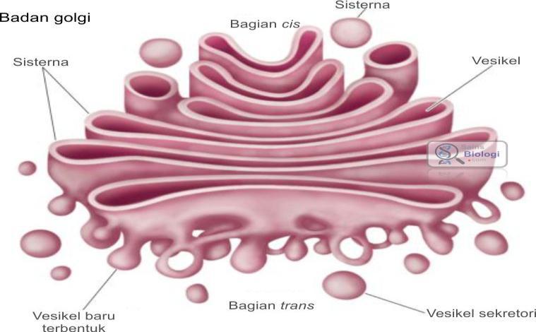 33 d) Badan Golgi Badan golgi terdiri atas anyaman saluran yang tidak teratur yang tampak seperti susunan membran yang sejajar tanpa granula.