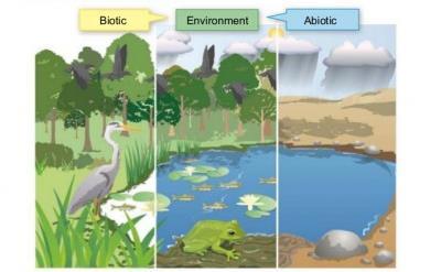 3. Interaksi Komponen Biotik dan Abiotik Terjadi mulai tingkat individu hingga biosfer BIOSFER : tempat interaksi seluruh ekosistem di bumi.