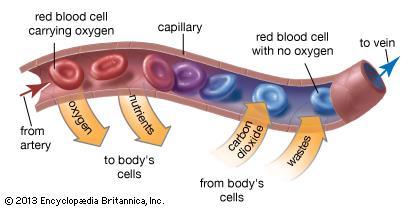 KAPILER Tempat pertukaran bahan-bahan antara darah dan jaringan, memiliki percabangan yg luas sehingga terjangkau oleh semua sel Pertukaran bahan melintasi