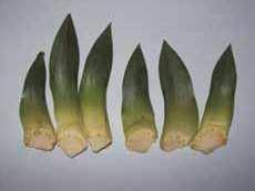 Skema pelaksanaan stek basal daun mahkota nenas dapat dlihat pada Gambar 2.