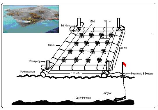 20 kandungan karaginan dari dua lokasi yang berbeda saat rumput laut terkena penyakit ice ice sebagai imformasi untuk pengembangan budidaya rumput laut K. alvarezii selanjutnya.