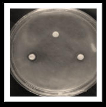 4.9. Zona hambat bakteri Streptococcus