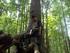 Pedoman Umum untuk Penilaian Pengelolaan Hutan di Indonesia (Draf ketiga, April 2003)
