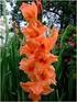 GLADIOL (Gladiolus hybridus)