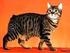 Karakteristik Karang Gigi pada Kucing (CHARACTERISTICS OF TARTAR IN CAT S TEETH)