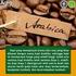 KAJIAN WARNA BUAH DAN UKURAN BENIH TERHADAP VIABILITAS BENIH KOPI ARABIKA (Coffea arabica L.) VARIETAS GAYO 1