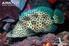 Ikan kerapu bebek (Cromileptes altivelis, Valenciences) - Bagian 2: Benih