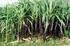 ANALISIS EFISIENSI USAHA TANI TEBU DI JAWA TIMUR. Analysis of Sugar Cane Farming Efficiency in East Java
