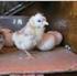 I. PENDAHULUAN. A. Latar Belakang. anak ayam yang baru menetas yang disebabkan oleh berbagai jenis bakteri.