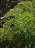 II. TINJAUAN PUSTAKA. Tanaman gamal (Gliricidia maculata) adalah nama jenis perdu dari kerabat