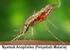 Gejala dan Tanda Klinis Malaria di Daerah Endemis