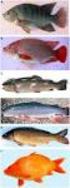 Morphometric of five dominant fish species harvested from Lake Aneuk Laot, Kota Sabang