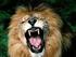 Singa adalah lambang kerajaan, kalau singa sudah mengaum maka raja sedang memperdengarkan suaranya.