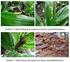 Monitoring Keragaan Bibit Kelapa Sawit di Pembibitan Utama Monitoring Oil Palm Seedling Performance in Main Nursery
