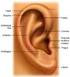 Telinga. Telinga tersusun atas tiga bagian yaitu telinga luar, telinga tengah, dan telinga dalam.