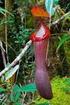 Perilaku Tumbuh Kantong Semar (Nepenthes mirabilis Druce) di Habitat Alaminya, Taman Nasional Kutai, Kalimantan Timur